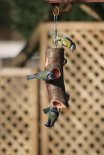 th_Birds on feeder.jpg